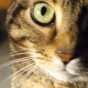 Meet your Posher, Wanda